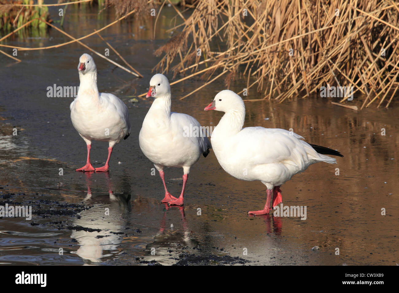 Ross`s Goose (Anser rossi). Three adults standing on ice Stock Photo